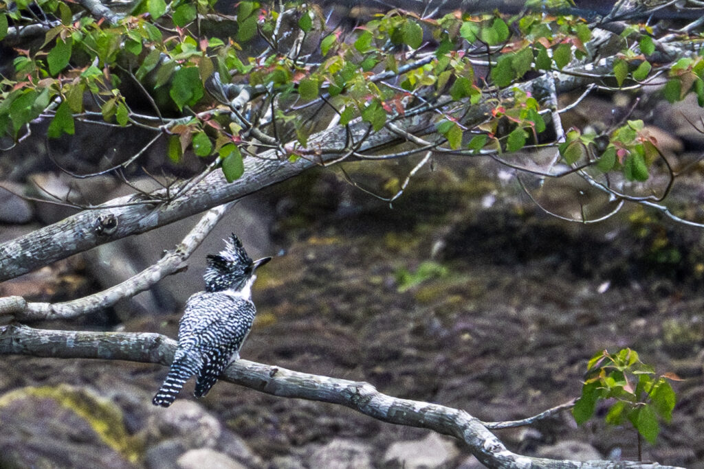 画像に alt 属性が指定されていません。ファイル名: Crested-kingfisher_01-1024x683.jpg
