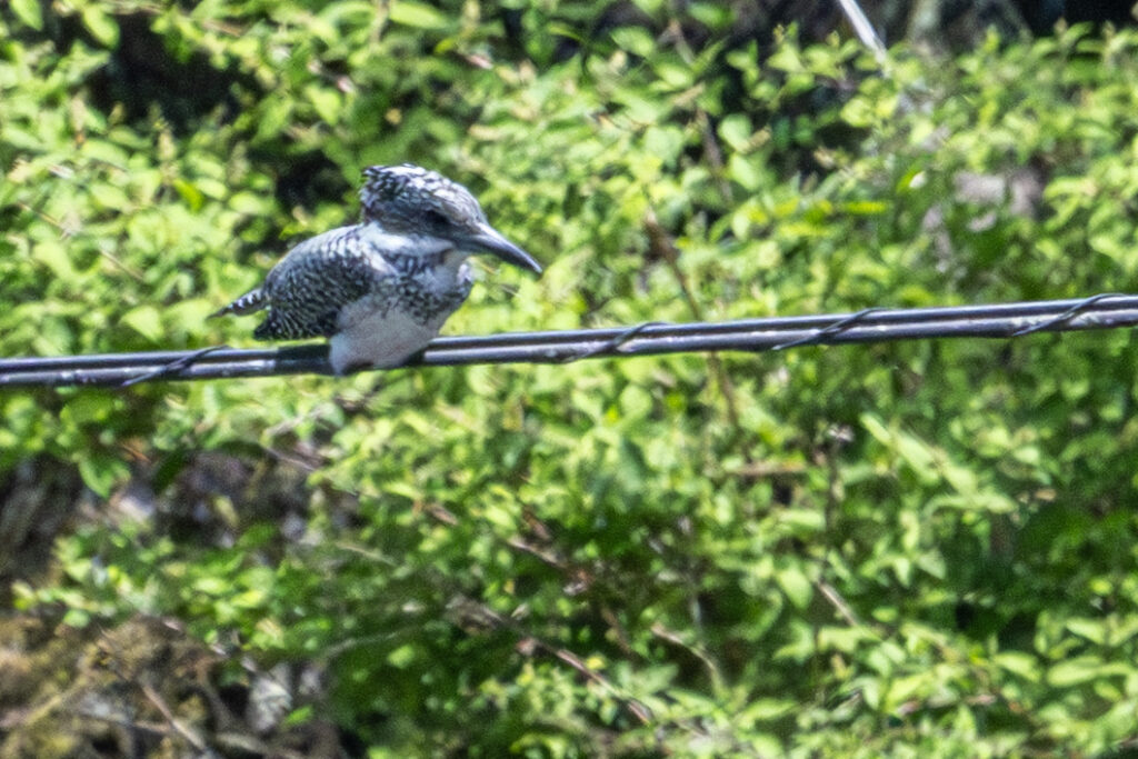 画像に alt 属性が指定されていません。ファイル名: Crested-kingfisher_02-1024x683.jpg
