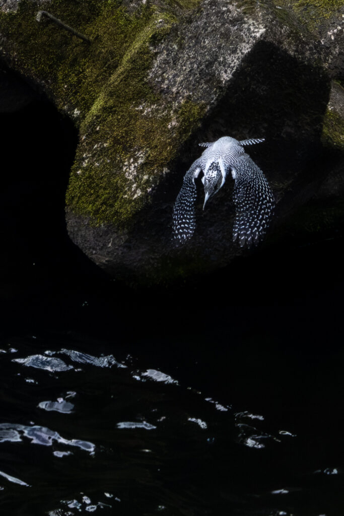画像に alt 属性が指定されていません。ファイル名: Crested-kingfisher_03-683x1024.jpg