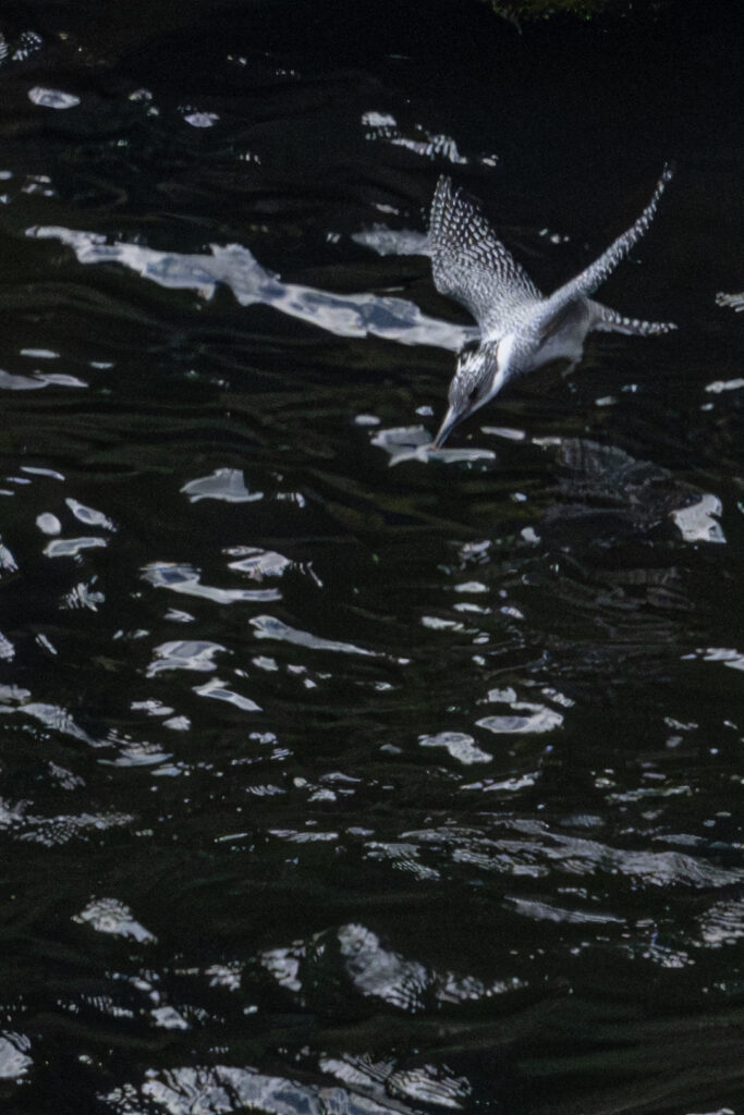画像に alt 属性が指定されていません。ファイル名: Crested-kingfisher_04-683x1024.jpg