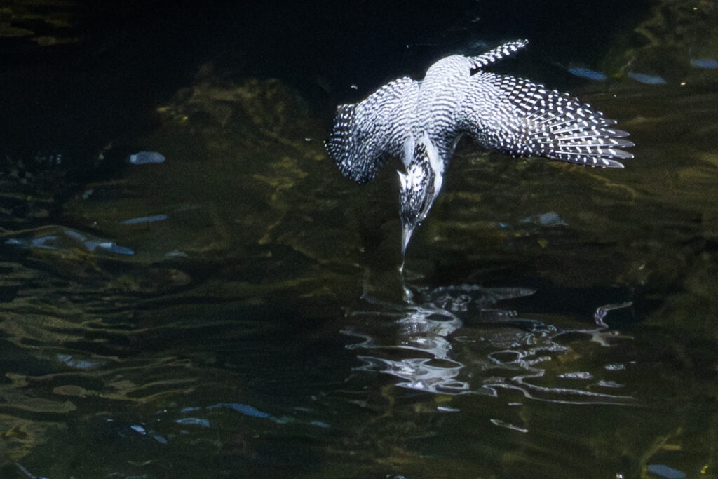 画像に alt 属性が指定されていません。ファイル名: Crested-kingfisher_05-1024x683.jpg
