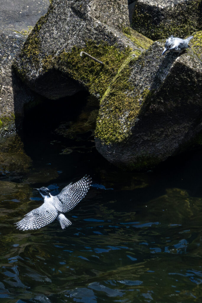 画像に alt 属性が指定されていません。ファイル名: Crested-kingfisher_06-683x1024.jpg