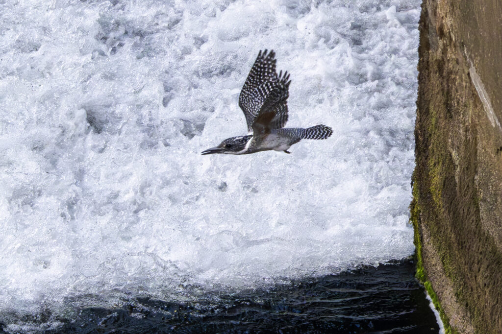 画像に alt 属性が指定されていません。ファイル名: Crested-kingfisher_07-1024x682.jpg