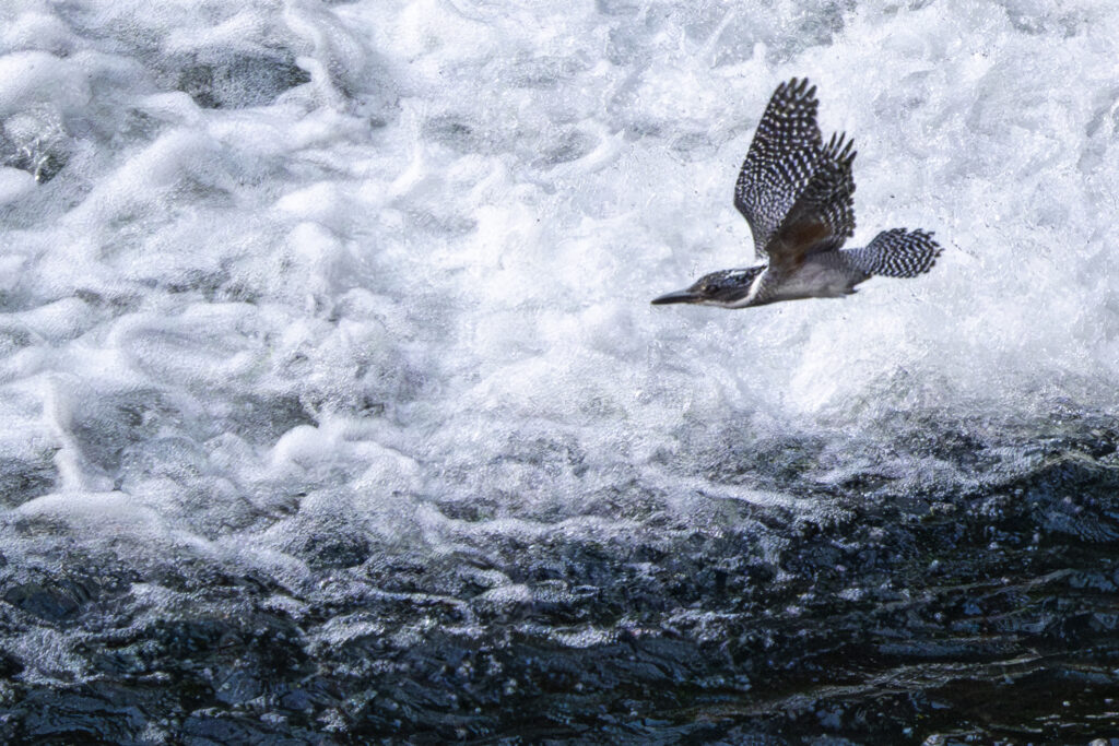 画像に alt 属性が指定されていません。ファイル名: Crested-kingfisher_08-1024x683.jpg