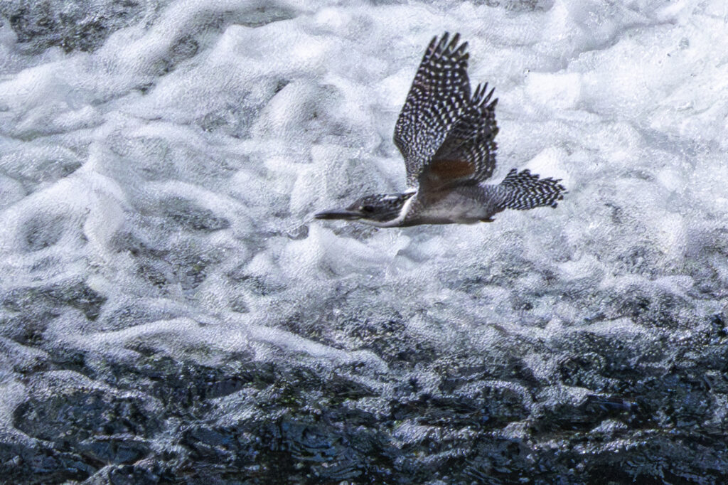 画像に alt 属性が指定されていません。ファイル名: Crested-kingfisher_09-1024x682.jpg